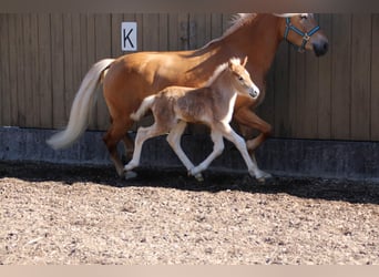 Haflinger, Étalon, Poulain (03/2026), 155 cm