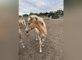 Haflinger, Étalon, Poulain (01/2024), 155 cm, Bai clair