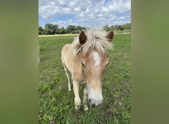 Haflinger, Étalon, Poulain (01/2024), 155 cm, Bai clair