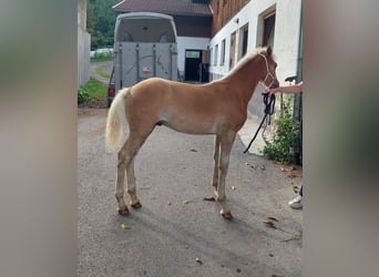 Haflinger, Étalon, Poulain (04/2024), 155 cm