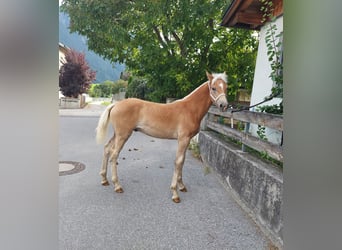 Haflinger, Étalon, Poulain (04/2024), 155 cm