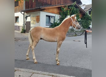 Haflinger, Étalon, Poulain (04/2024), 155 cm