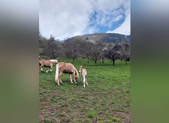 Haflinger, Étalon, Poulain (03/2023), 155 cm
