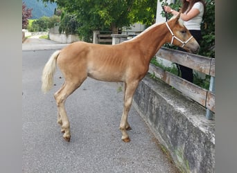 Haflinger, Étalon, Poulain (04/2024), 155 cm