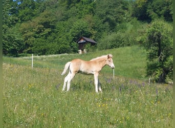 Haflinger, Étalon, Poulain (03/2024), 155 cm