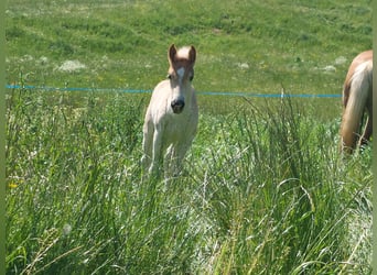 Haflinger, Étalon, Poulain (03/2024), 155 cm