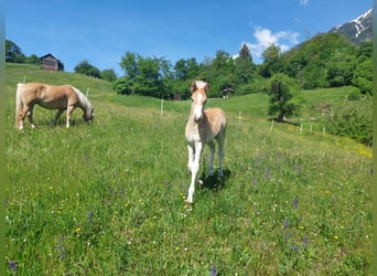 Haflinger, Étalon, Poulain (03/2024), 155 cm