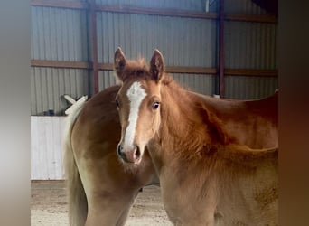 Haflinger Croisé, Étalon, Poulain (04/2024), Alezan