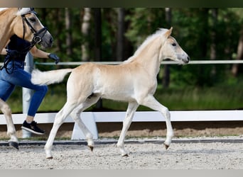 Haflinger, Étalon, Poulain (05/2026), Alezan