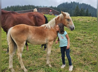 Haflinger, Étalon, Poulain (02/2024), Alezan