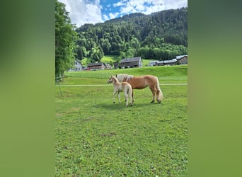 Haflinger, Étalon, Poulain (04/2026), Alezan