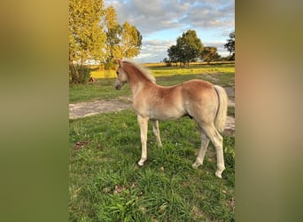 Haflinger, Étalon, Poulain (01/2026), Alezan