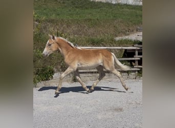 Haflinger, Étalon, Poulain (02/2026), Alezan