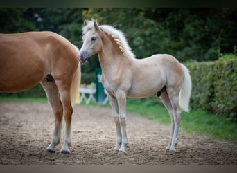 Haflinger, Étalon, Poulain (01/2023), Alezan