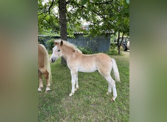 Haflinger, Étalon, Poulain (04/2026), Alezan