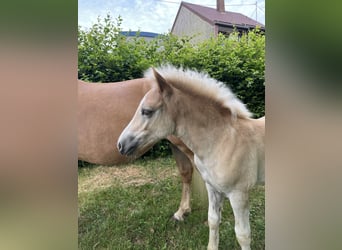 Haflinger, Étalon, Poulain (04/2026), Alezan
