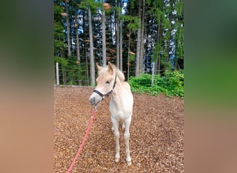 Haflinger, Étalon, Poulain (04/2025), Alezan