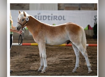 Haflinger, Étalon, Poulain (01/2023), Alezan