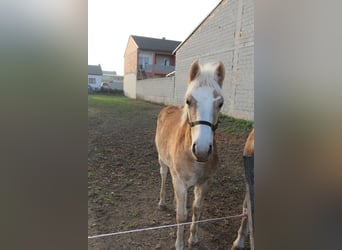 Haflinger, Étalon, 