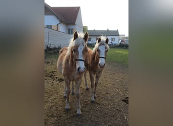 Haflinger, Étalon, 