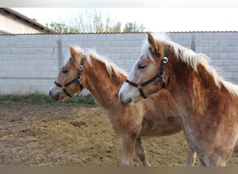 Haflinger, Étalon, 