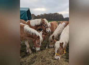 Haflinger, Étalon, Poulain (03/2023)