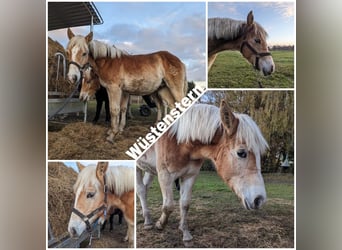 Haflinger, Étalon, Poulain (04/2023)