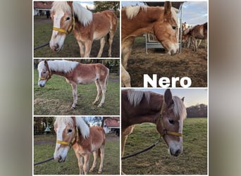 Haflinger, Étalon, Poulain (02/2023)