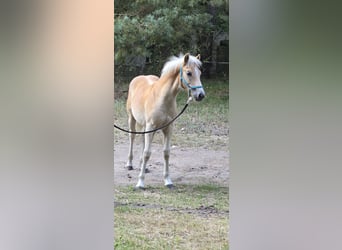 Haflinger, Étalon, Poulain (03/2024)