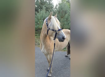 Haflinger, Étalon, Poulain (03/2024)