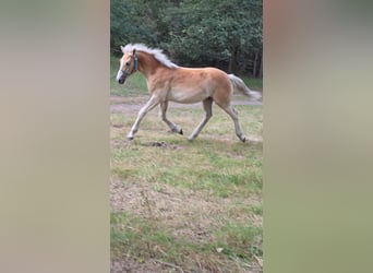 Haflinger, Étalon, Poulain (03/2024)