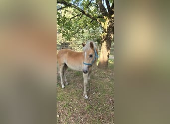 Haflinger, Étalon, Poulain (03/2024)