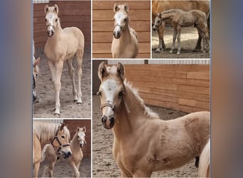 Haflinger, Étalon, Poulain (04/2026), Palomino