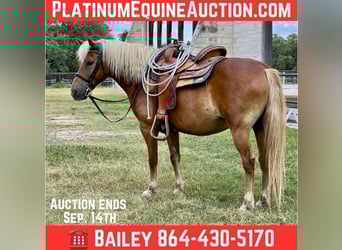 Haflinger, Gelding, 10 years, 13 hh, Chestnut