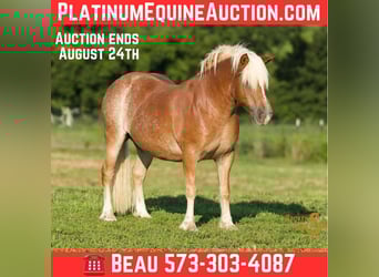 Haflinger, Gelding, 10 years, 13,2 hh, Sorrel