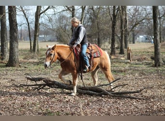 Haflinger, Gelding, 10 years, 13,2 hh