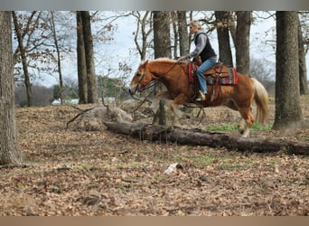 Haflinger, Gelding, 10 years, 13,2 hh