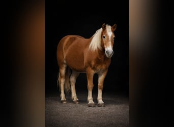 Haflinger, Gelding, 10 years, 13,2 hh