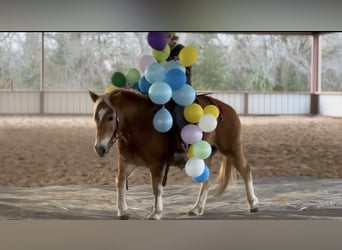Haflinger, Gelding, 10 years, 13,2 hh