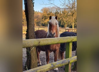 Haflinger Mix, Gelding, 10 years, 14.1 hh, Chestnut