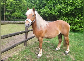 Haflinger Mix, Gelding, 10 years, 14.1 hh, Chestnut