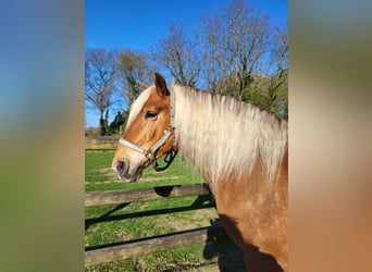Haflinger Mix, Gelding, 10 years, 14.1 hh, Chestnut