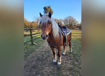 Haflinger Mix, Gelding, 10 years, 14.1 hh, Chestnut