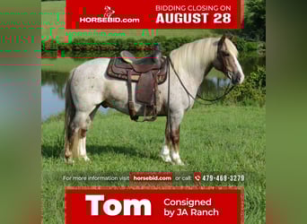 Haflinger, Gelding, 10 years, 14.1 hh, Roan-Red