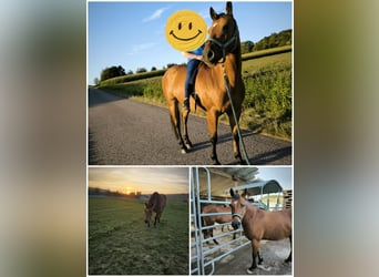 Haflinger Mix, Gelding, 10 years, 14,2 hh, Brown