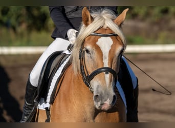 Haflinger, Gelding, 10 years, 14.2 hh, Chestnut-Red