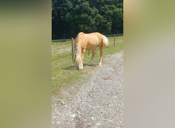 Haflinger, Gelding, 10 years, 14.2 hh