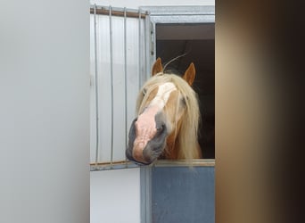 Haflinger, Gelding, 10 years, 14.2 hh