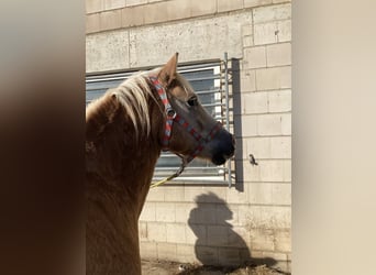 Haflinger, Gelding, 10 years, 14.3 hh, Chestnut-Red