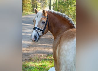 Haflinger, Gelding, 10 years, 14,3 hh, Palomino